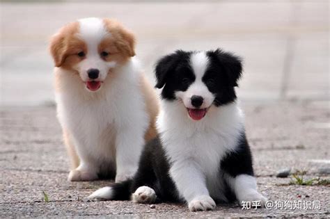边境牧羊犬多少钱,1000