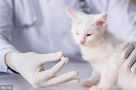 猫咪会感染新型冠状病毒吗,主人阳性宠物会感染(但不传染人)