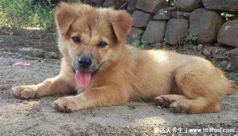 中华田园犬为什么禁养,容易被弃养成为流浪狗(5点原因)