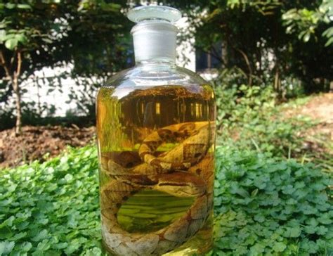 十几年的蕲蛇酒的功效与作用