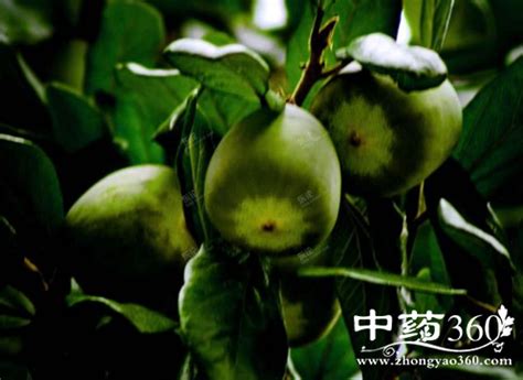 木莲果长什么样?木莲果的功效与作用